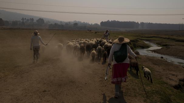 <p>Hirten gehen im mexikanischen Villa Victoria: hinter Schafe entlang eines Flusses. Nach einem Bericht der Wasserbehörde ist keiner der 210 Stauseen derzeit komplett gefüllt, und 19 von ihnen sind weniger als halb voll.</p>
