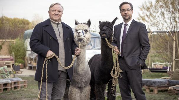 <p>Kommissar Frank Thiel (Axel Prahl, l) und Prof. Karl-Friedrich Boerne (Jan Josef Liefers, r) mit zwei Alpakas in einer Szene aus dem „Tatort: Rhythm and Love“. Die Zukunft für den WDR-Krimi aus Münster ist gesichert.</p>