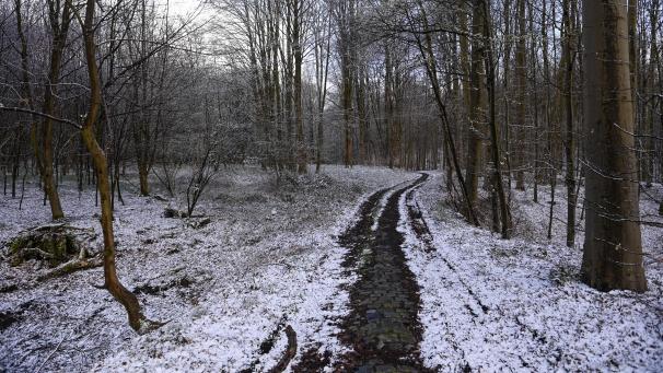 <p>Schnee am 5. April 2021: Ein Wald der Gemeinde Hoeilaart (Provinz Flämisch-Brabant) erstrahlte zu Beginn des Monats in Weiß.</p>