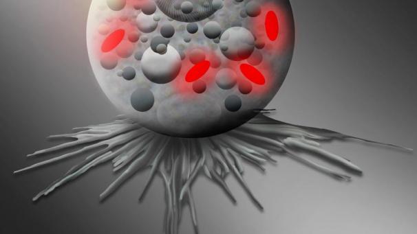 <p>Illustration einer Amöbe der Thecofilosea mit intrazellulären Legionellales-Bakterien („Ca. Pokemonas kadabra“).</p>