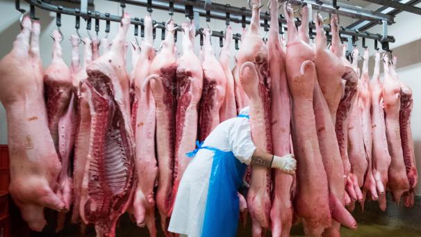 <p>Ein Fleischermeister verschiebt Schweinehälften im Kühlraum eines Zerlegebetriebes.</p>