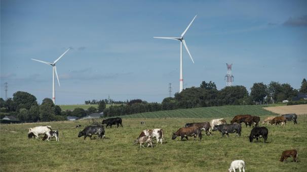 <p>Die Gemeinde Gouvy will nur das Windkraftprojekt von Luminus unterstützen.</p>