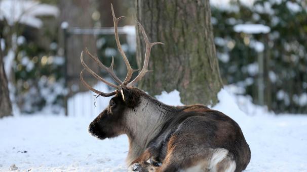 <p>Im Rostocker Zoo liegt ein Rentier im Schnee. Am Nordpolarmeer in Russland verenden nach Angaben von Wissenschaftlern in diesem Frühjahr viele Rentiere, weil sie nicht genug zu fressen finden.</p>