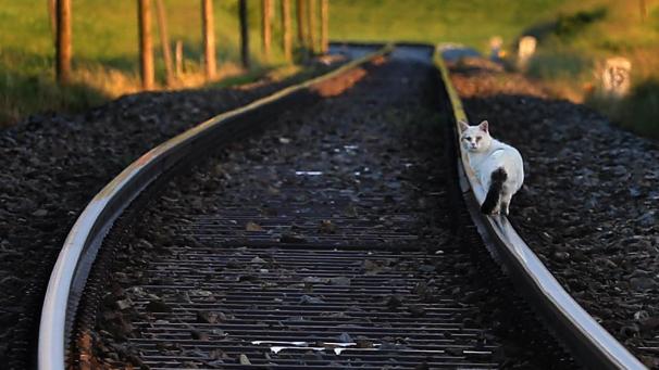 <p>Aktuelle Zahlen zeigen, dass Tiere in den letzten Jahren vermehrt zu Kollisionen, Notbremsungen oder Streckenunterbrüchen geführt haben.</p>