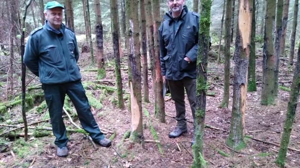 <p>Ortstermin mit Forstamtsleiter Christoph Pankert (rechts) und Revierförster Joachim Reinertz im Bambusch nahe Schoppen (Revier Amel), wo die Rotwildschälschäden an den Nadelholzbeständen besonders deutlich werden.</p>