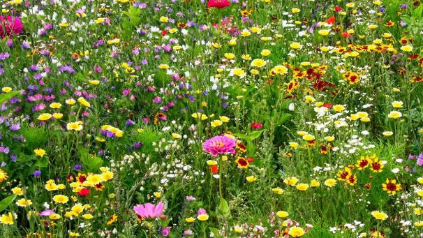 <p>Ostbelgische Imkermischung in Blüte</p>