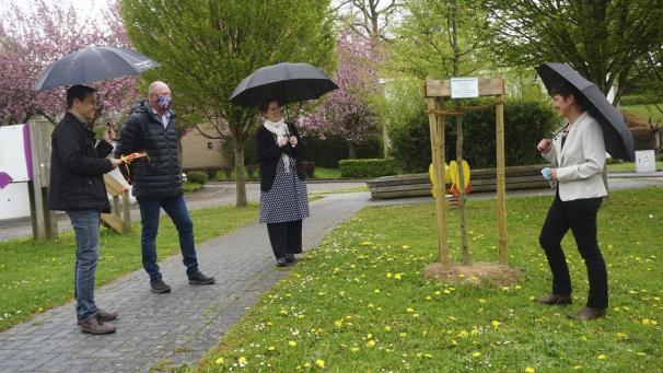 <p>Alexander Fickers, Werner Baumgarten, Isabelle Weykmans und Nathalie Beerden (von links) beim Start der Baumpatenschaft.</p>