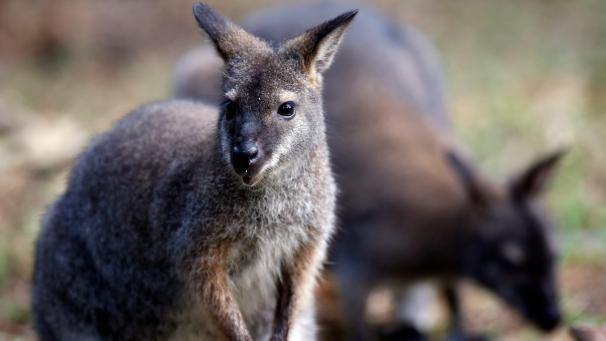 <p>Ein Wallaby treibt sich in Weismes herum, und das schon seit über zwei Wochen.</p>