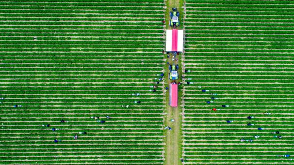 <p>Erntehelfer pflücken auf einem Feld Erdbeeren.</p>