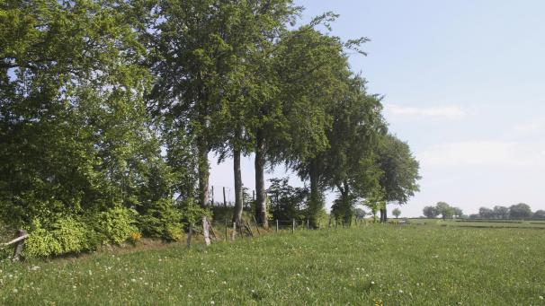 <p>Der Rundweg ist auch für Rollstuhlfahrer geeignet und führt durch eindrucksvolle Heckenlandschaften.</p>