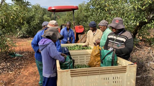 <p>Arbeiter bei der Avocado Ernte in Tzaneen.</p>