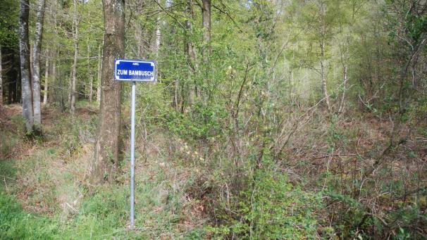 <p>Einer von drei möglichen Standorten für einen Bestattungswald in der Gemeinde Amel ist der Gemeindewald Zum Bambusch zwischen Amel und Schoppen.</p>