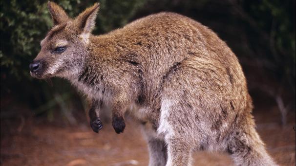 <p>Blick auf ein Wallaby</p>