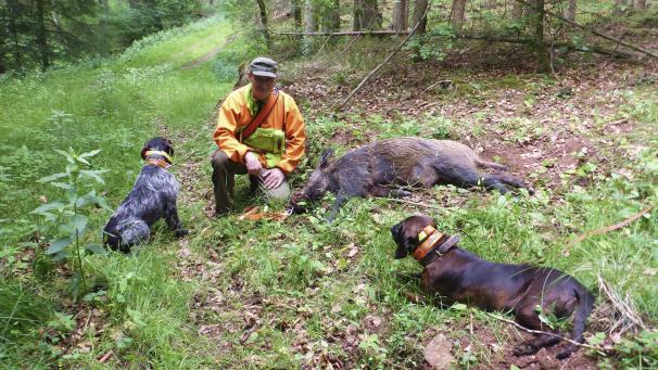 <p>Gefunden: Zu etwa 200 Nachsuchen pro Jahr wird Joseph Krings gerufen. Wie lange es dauert, das verwundete Tier zu finden, kann er nicht sagen. Oft legt er mit seinen Hunden lange Strecken zurück.</p>