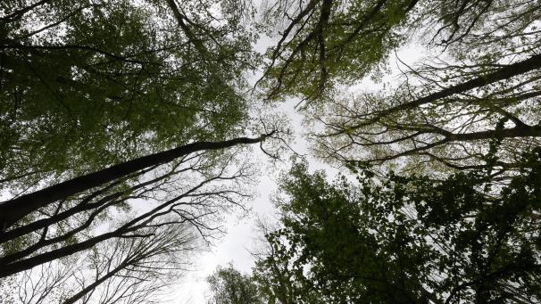 <p>Welche Zukunft für unsere Wälder? Netzbetreiber Elia unterstützt fünf Gemeinden in der Region, damit sie sich mit widerstandsfähigen Baumarten auseinandersetzen.</p>