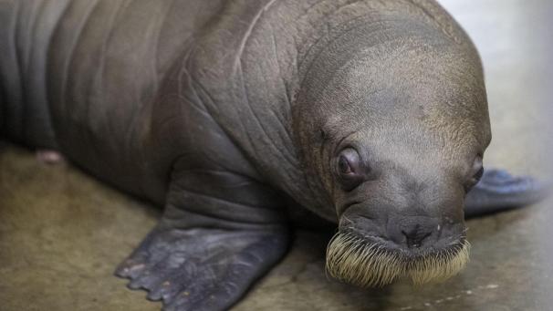 <p>Zuwachs in Pairi Daiza: Ein männliches Walross wurde geboren.</p>