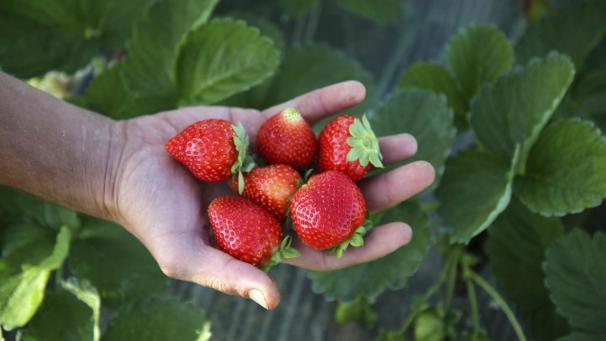 <p>Die Erdbeere ist ein Erfolgsprodukt.</p>