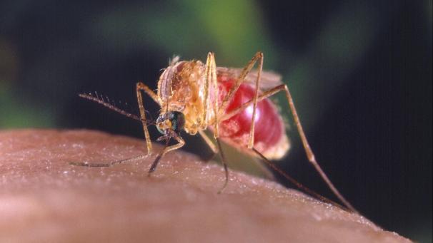 <p>MÜCKE PHOTONEWS_10380322-008</p>