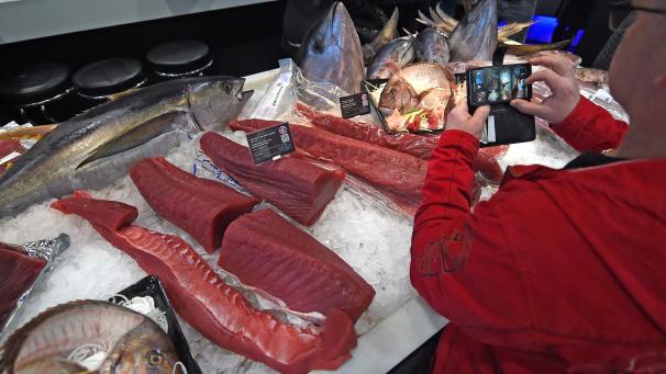 <p>Thunfischfilets liegen in einer Theke im Eis. Die Fasnk hat Betrugsfälle illegal gefärbten Thunfischs aufgedeckt.</p>