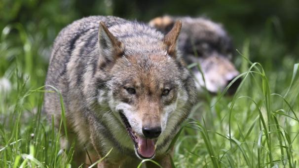 <p>Genetische Untersuchungen von Proben an toten Schafen bestätigten, dass die Tiere ein Paar bilden.</p>