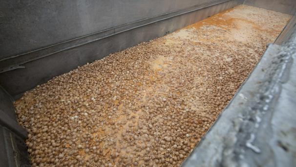 <p>Lebensmittelskandal 2017: Millionen mit Fipronil belastete Hühnereier mussten vernichtet werden.</p>