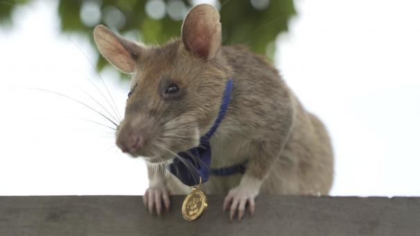 <p>Das undatierte Foto zeigt die kambodschanische Ratte Magawa, die eine kleine Goldmedaille um den Hals trägt.</p>