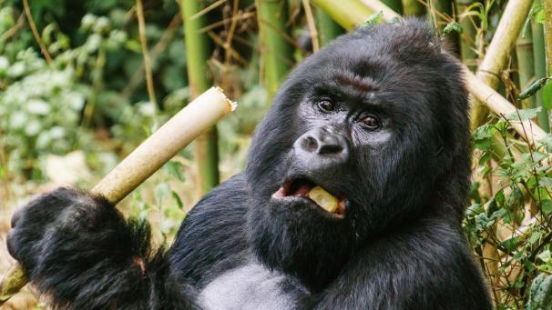 <p>Ein Berggorilla im Virunga-Nationalpark im Osten der Demokratischen Republik Kongo. Der Lebensraum von Menschenaffen wie Gorillas, Bonobos und Schimpansen wird in Afrika in den kommenden 30 Jahren massiv schrumpfen.</p>