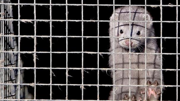 <p>Nach dem Ausbruch von Corona in Nerztierfarmen in den Niederlanden und Dänemark wurden im vergangenen Sommer tausende Tiere getötet.</p>