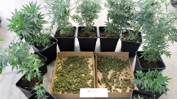 <p>Andrea Tilgenkamp, Prokurator des Königs, bezeichnet die Cannabiszucht in Rocherath als „Kollateralschaden einer größeren Drogenakte“.</p>