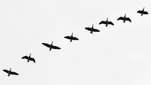 <p>VÖGEL 211469649</p>