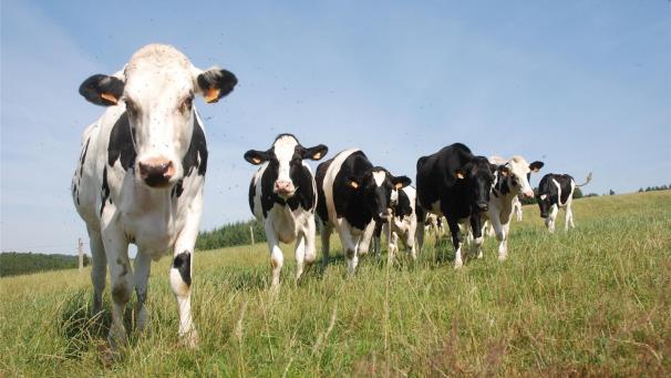 <p>Vieles deutet inzwischen darauf hin, dass Ernteverluste in der Landwirtschaft künftig nicht mehr über den Katastrophenfonds, sondern über eine Klimarisikoversicherung entschädigt werden sollen.</p>