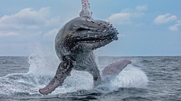 <p>Ein Buckelwal wie auf diesem Bild soll den Fischer nach Sekunden in seinem Maul wieder ausgespuckt haben.</p>