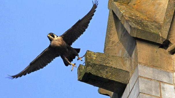 <p>Noch bis August werden die Falken wahrscheinlich in Eupen bleiben, danach ziehen sie aus der städtischen Umgebung in Richtung „Feld und Flur“.</p>