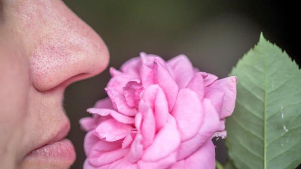 <p>Plötzlicher Verlust des Geruch- und Geschmackssinns ist bei einer Covid-19-Erkrankung typisch.</p>