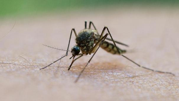 <p>Malaria kann von Mücken wie dieser übertragen werden.</p>
