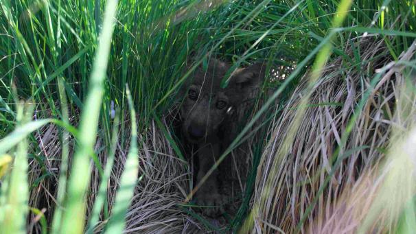 <p>Pascal Ghiette hat am Freitag eines der Welpen mit der Kamera erwischt.</p>