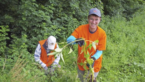 <p>Renate Scheiff ist schon nach kurzer Suche fündig geworden und hat das Indische Springkraut ausgerupft.</p>