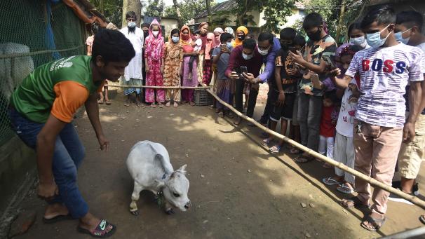 <p>Menschen stehen Schlange und fotografieren die Zwergkuh Rani auf einer Farm in Savar.</p>