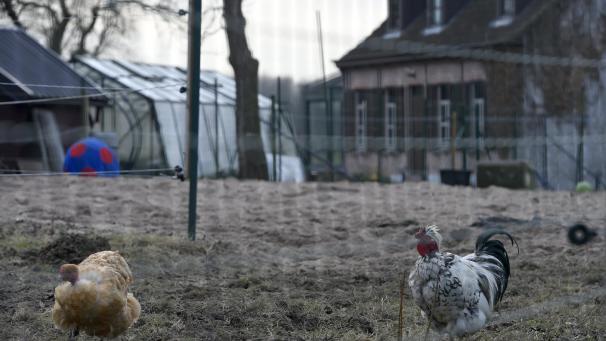 <p>Anfang des Jahres war die Vogelgrippe in einem Betrieb im flämischen Lebbeke (Foto) entdeckt worden.</p>