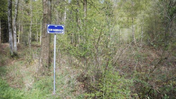 <p>Das Gebiet Bambusch ist zentral gelegen, aber dennoch sehr ruhig. Ein kleiner, rund fünf Hektar großer Teil dieses Gebietes soll zum Bestattungswald werden.</p>