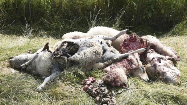 <p>An der Monschauer Straße in Eupen wurden drei Schafe gerissen. War es die Tat eines Wolfes?</p>