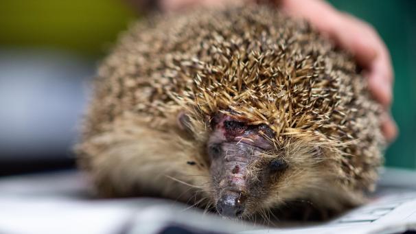 <p>Immer mehr Igel geraten unter messerscharfe Schneidetechnik. Vermehrt wird vor den Gefahren von Mährobotern gewarnt.</p>