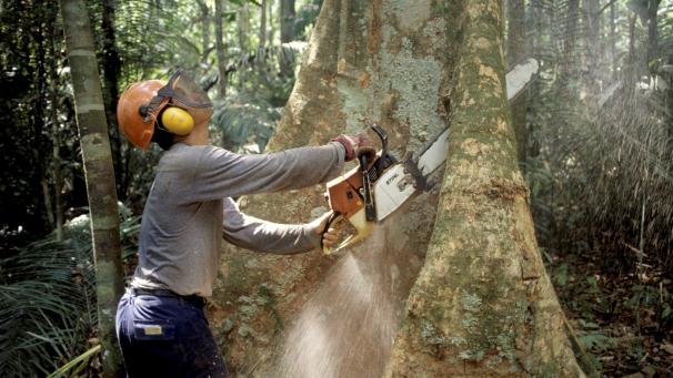 <p>Ein Holzfäller im Regenwald des Amazonas. Der Verlust der Biodiversität hat schwerwiegende Folgen.</p>