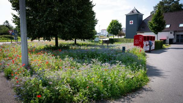 <p>„Ostbelgien blüht“: Im Bereich des Rotkreuzhauses in St.Vith entfaltet die eingesetzte ostbelgischen Saatgutmischung ihre volle Blütenpracht.</p>