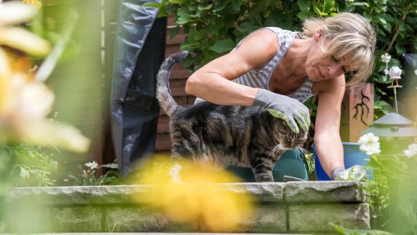 <p>Wo viele Blumen blühen, kann auch die Katze von Bienen, Hummeln oder Wespen gestochen werden.</p>