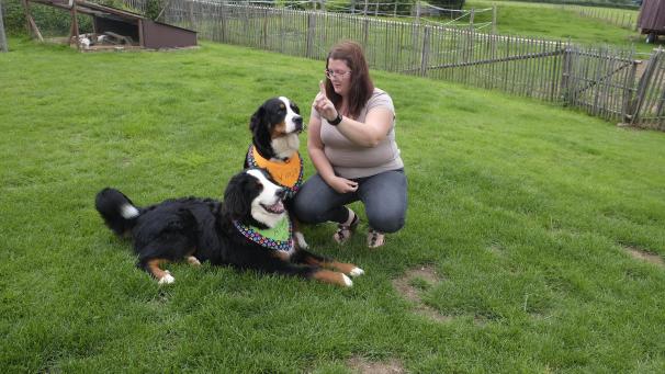 <p>Wenn sie die Haltücher tragen, wird gearbeitet, das wissen Vinja und Arox. Die beiden Berner Sennenhunde lieben es, wenn sie eingesetzt werden. Sie sind in die Ausbildung zum pädagogischen Begleithund eingebunden.</p>