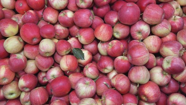 <p>APPLES 108491494</p>