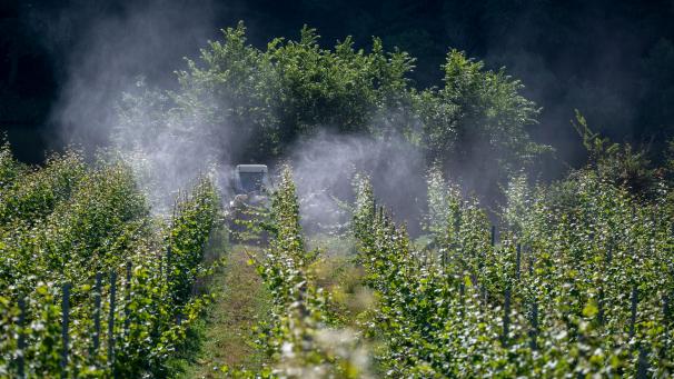 <p>Auch die Winzer, die gesprüht haben, waren in diesem Jahr mit den Wetterbedingungen oft überfordert.</p>