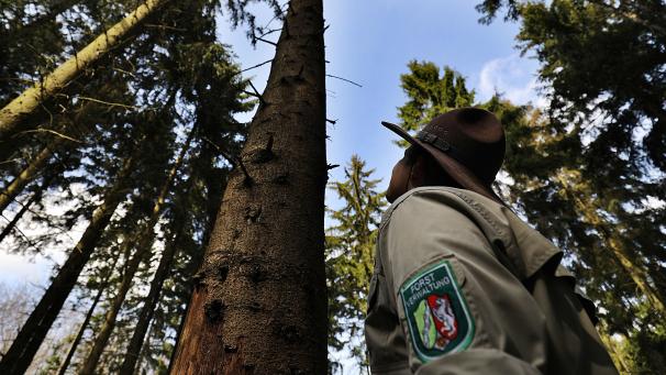 <p>Der Ranger Aaron Gellern und seine Kollegen geben im Nationalpark Eifel wieder Touren.</p>