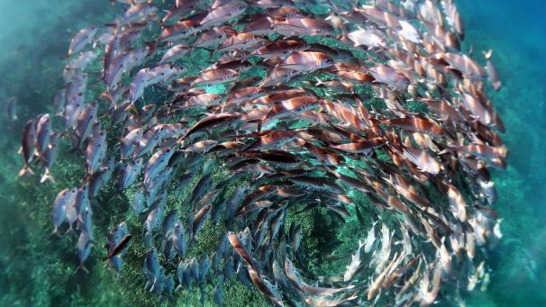 <p>Das Siegerbild: Ein Schwarm Stachelmakrelen in einer Spiralformation bei Heron Island im Great Barrier Reef.</p>